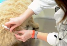 JUNÍN CELEBRA EL DÍA DEL ANIMAL CON VACUNACIÓN, SORTEOS Y ACTIVIDADES GRATUITAS