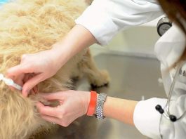 JUNÍN CELEBRA EL DÍA DEL ANIMAL CON VACUNACIÓN, SORTEOS Y ACTIVIDADES GRATUITAS