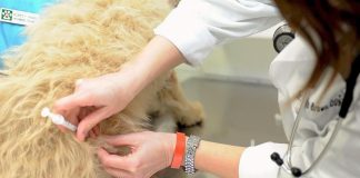JUNÍN CELEBRA EL DÍA DEL ANIMAL CON VACUNACIÓN, SORTEOS Y ACTIVIDADES GRATUITAS
