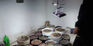 POLICÍAS DESBARATARON UNA PLANTACIÓN DE MARIHUANA EN UNA CASA DE SAN MARTÍN.