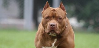 UN PITBULL MATÓ A OTRO PERRO, CAUSÓ DESTROZOS EN UNA CASA Y FUE BALEADO POR LA POLICÍA