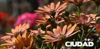 DÍA DE LA PRIMAVERA: ¿POR QUÉ SE CELEBRA EL 21 DE SEPTIEMBRE?