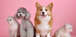 CINCO PERROS Y GATOS QUE TE AYUDARÁN A EXPRESAR TUS SENTIMIENTOS EN WHATSAPP