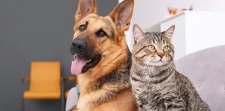 MASCOTAS EN EL HOGAR: CONSEJOS, CUIDADOS GENERALES Y RESPONSABILIDAD