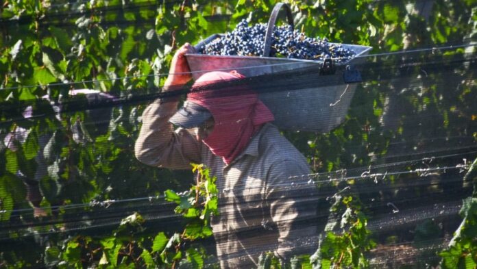cosecha-vino-mendoza-vendimiajpg