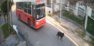 UN COLECTIVERO ATROPELLÓ A UN PERRO Y MILEI COMPARTIÓ EL VIDEO PARA DAR CON EL CHOFER