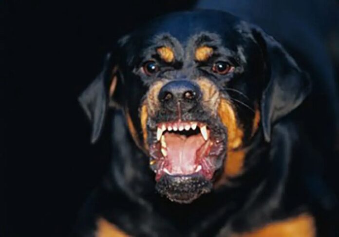 rottweiller