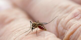 EN HOLA GENTE HABLAMOS DE DENGUE: SÍNTOMAS Y MODOS DE PREVENCIÓN