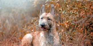 AL BORDE DE LA EXTINCIÓN: LA RAZA CANINA QUE FUE CLAVE EN LA SEGUNDA GUERRA MUNDIAL