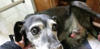 ANIMALISTAS DE RIVADAVIA: AMOR, COMPROMISO Y RESILIENCIA POR LOS QUE NO TIENEN VOZ