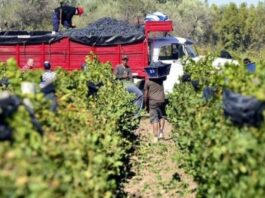 CRISIS DEL VINO: «LA GENTE TOMA EL MÁS BARATO QUE ENCUENTRA», ALERTÓ MARCELO SERRANO