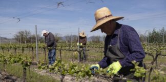 CRECE LA PREOCUPACIÓN EN LA VITIVINICULTURA: “NO TENEMOS QUIEN HAGA EL TRABAJO” ADVIERTE MARCELO RUBIO