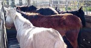 INDIGNACIÓN EN SAN MARTÍN: ABOGADO DENUNCIA GRAVE FAENA DE CABALLOS Y ALERTA POR EL RIESGO SANITARIO