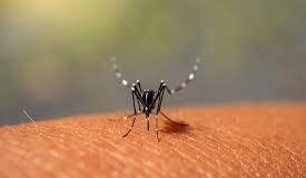 MENDOZA ADELANTA LA CAMPAÑA CONTRA EL DENGUE: “TENEMOS QUE SACAR AL MOSQUITO DE LAS CASAS”