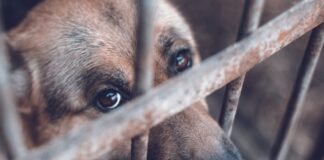 CONDENA HISTÓRICA POR MALTRATO ANIMAL EN MENDOZA: MARCA UN CAMBIO DE PARADIGMA