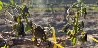 HELADAS TARDÍAS AFECTARON EL 25% DE LA TIERRA CULTIVADA EN MENDOZA Y PREOCUPAN LAS PÉRDIDAS EN VID Y FRUTALES