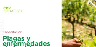 EL INTA JUNÍN CAPACITA SOBRE PLAGAS Y ENFERMEDADES DE LA VID: “HAY QUE APLICAR EN EL MOMENTO JUSTO Y CON PRODUCTOS HABILITADOS”