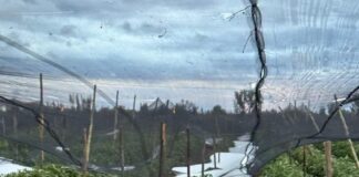 GRANIZO EN SAN MARTÍN: RUFEIL CONFIRMÓ QUE HAY 2.000 HECTÁREAS CON DAÑO SUPERIOR AL 50%