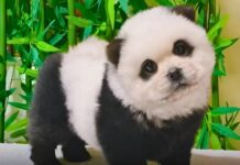 ENTRE RISAS, BATATAS Y PANDA-CHINOS: LAS “NOTI RARAS” ENCENDIERON LA BRÚJULA