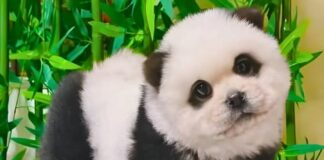 ENTRE RISAS, BATATAS Y PANDA-CHINOS: LAS “NOTI RARAS” ENCENDIERON LA BRÚJULA