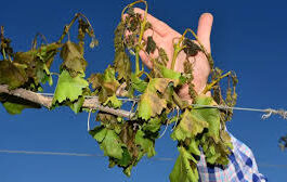 HELADAS TARDÍAS PONEN EN RIESGO LA PRODUCCIÓN VITIVINÍCOLA 2026: PRODUCTORES ADVIERTEN POR PÉRDIDAS Y RECLAMAN MEDIDAS URGENTES