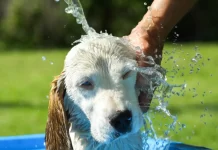 CÓMO PROTEGER A TU MASCOTA DEL CALOR Y LOS FUEGOS ARTIFICIALES: LOS CONSEJOS QUE TODO DUEÑO DEBE CONOCER