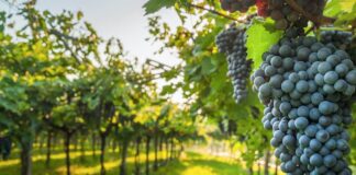 Pronóstico de cosecha 2026: Mendoza y San Juan pidieron al INV sostener el relevamiento