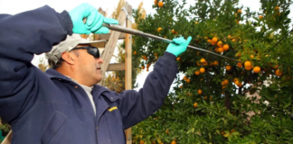 MOSCA DE LOS FRUTOS: ENDURECEN CONTROLES Y REFUERZAN LAS BARRERAS SANITARIAS EN MENDOZA