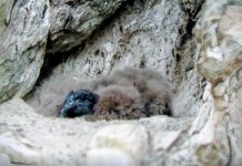 MENDOZA FORTALECE LA CONSERVACIÓN DEL CÓNDOR ANDINO CON UN NUEVO NACIMIENTO EN TUPUNGATO