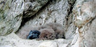 MENDOZA FORTALECE LA CONSERVACIÓN DEL CÓNDOR ANDINO CON UN NUEVO NACIMIENTO EN TUPUNGATO