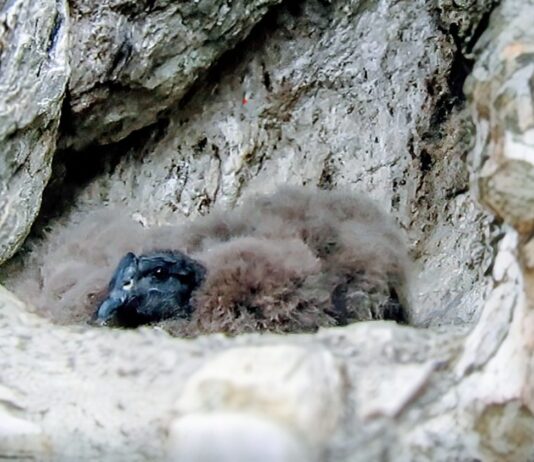 MENDOZA FORTALECE LA CONSERVACIÓN DEL CÓNDOR ANDINO CON UN NUEVO NACIMIENTO EN TUPUNGATO