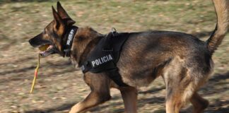 DETUVIERON A UN HOMBRE POR ROBO A UN COMERCIO EN SANTA ROSA CON LA AYUDA DE UN PERRO POLICÍA