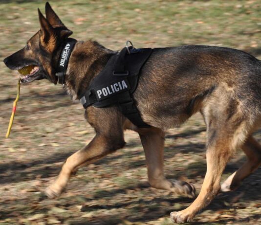 DETUVIERON A UN HOMBRE POR ROBO A UN COMERCIO EN SANTA ROSA CON LA AYUDA DE UN PERRO POLICÍA