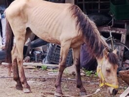 SAN MARTÍN: LA POLICÍA RESCATÓ A TRES EQUINOS DESNUTRIDOS TRAS UN ALLANAMIENTO