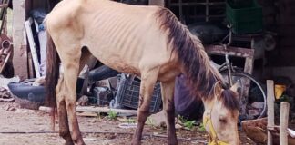 SAN MARTÍN: LA POLICÍA RESCATÓ A TRES EQUINOS DESNUTRIDOS TRAS UN ALLANAMIENTO