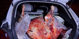 DECOMISAN 140 KILOS DE CARNE EN SAN CARLOS EN UN OPERATIVO CONTRA EL ABIGEATO