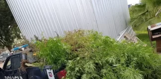 VIVERO DE MARIHUANA FUE DETECTADO DURANTE UN PATRULLAJE PREVENTIVO EN MAIPÚ