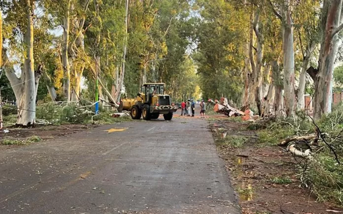 arboles-caidos-la-paz-1jpg