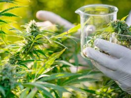 ISCAMEN APORTARÁ CONTROL TÉCNICO Y RESPALDO CIENTÍFICO AL DESARROLLO DEL CANNABIS MEDICINAL EN MENDOZA