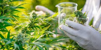 ISCAMEN APORTARÁ CONTROL TÉCNICO Y RESPALDO CIENTÍFICO AL DESARROLLO DEL CANNABIS MEDICINAL EN MENDOZA
