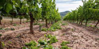 FUERTE CAÍDA EN LA COSECHA 2026: PREOCUPACIÓN EN EL SECTOR VITIVINÍCOLA MENDOCINO