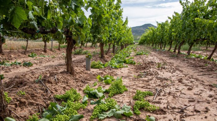 cosecha-de-uvas-en-verde