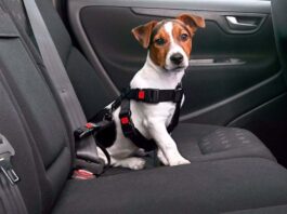 MENDOZA COMENZARÁ A SANCIONAR EL TRASLADO INADECUADO DE MASCOTAS EN VEHÍCULOS