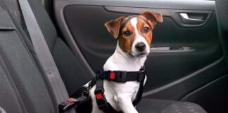 MENDOZA COMENZARÁ A SANCIONAR EL TRASLADO INADECUADO DE MASCOTAS EN VEHÍCULOS