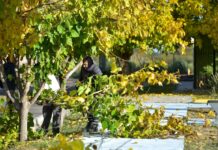 LA PAZ INICIÓ UN OPERATIVO INTEGRAL DE MANTENIMIENTO DE ESPACIOS VERDES