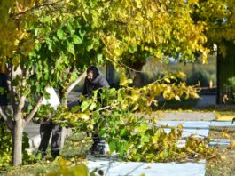 LA PAZ INICIÓ UN OPERATIVO INTEGRAL DE MANTENIMIENTO DE ESPACIOS VERDES