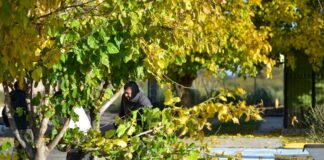 LA PAZ INICIÓ UN OPERATIVO INTEGRAL DE MANTENIMIENTO DE ESPACIOS VERDES