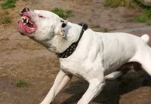 ANULARON UNA INDEMNIZACIÓN MILLONARIA POR EL ATAQUE DE UN DOGO A UNA NIÑA EN MALARGÜE