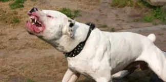 ANULARON UNA INDEMNIZACIÓN MILLONARIA POR EL ATAQUE DE UN DOGO A UNA NIÑA EN MALARGÜE