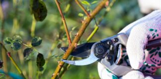COMENZÓ LA TEMPORADA DE PODA Y EL INTA BRINDÓ CONSEJOS CLAVE PARA PRODUCTORES
